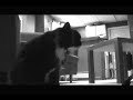 CAT FIGHT 2