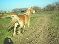 sultane.html