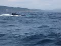 Two Newfoundland Humbacks