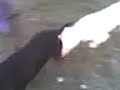 dogo argentino y rottwailer....asesinos?? pufff... dogo argentino y rottwailer....asesinos?? pufff...