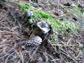 Fungi Fungi