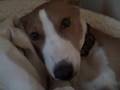 Basenji