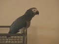 Talking Parrot: A Conversation with Tui