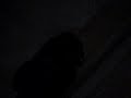 Wooden Railway 4014 at Night