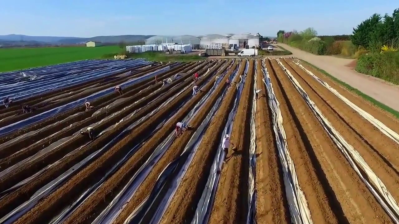 La récolte des asperges ferme Maurer à Dorlisheim