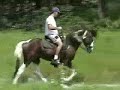 Tennesse Walking horse WC Stallion. Amazing!!!