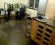 Basset Hound video
