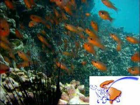 Galapagos Isabella island tours by ...