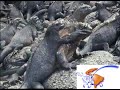 Galapagos Isabella Island...