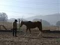 Horse/Human - Mutual Trust (clip 3/3) Horse/Human - Mutual Trust (clip 3/3)