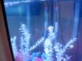 videos de My Oscar Tank