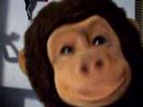 monkey gone country monkey gone country