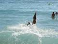 Waikiki skimboarding