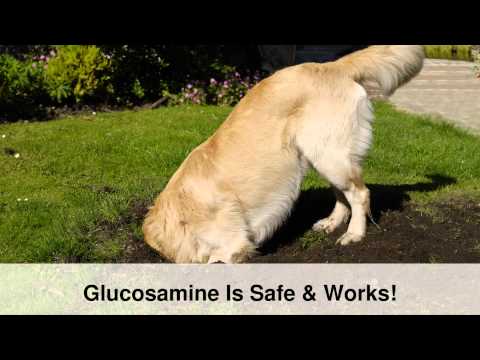 how to relieve joint pain in dogs