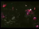 Dance/pop band at various venues during the early mid 80's highlighted by a tour with the Psychedelic Furs Video compiled and edited by original member Charles Hanson.