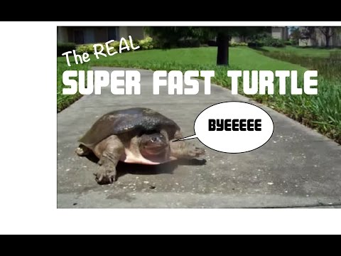 谁说乌龟跑不快……(视频)