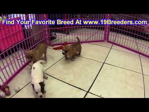 puppies for sale lincoln ne chihuahua puppies for sale in omaha nebraska ne lincoln bellevue grand island puppies for sale lincoln ne chihuahua puppies for sale in omaha nebraska ne lincoln bellevue grand island