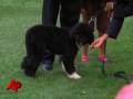 Raw Video: Obamas Unveil New 'First Dog' Bo