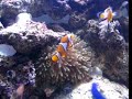 clown fish & anemone clown fish & anemone