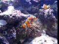 clown fish & anemone