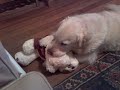 Basil and Birthday bear 2