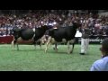 International Holstein Show Aged Cows