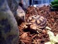 Two-headed tortoise predicts ice hockey results