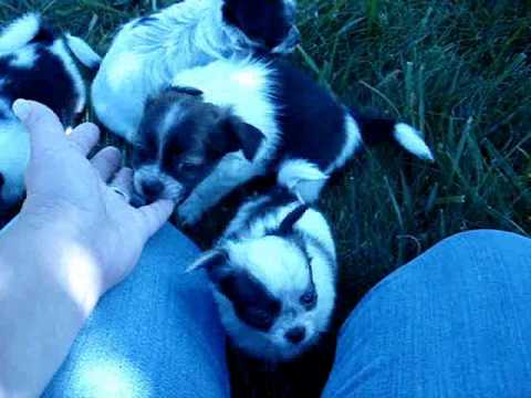 long haired chihuahua black and white. Chihuahua Puppies - Long