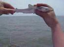 Pier Fishing At Myrtle Beach, Catching Sharks
