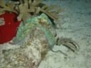 Cozumel 6/07: Whelk birthing and more