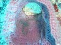 Cozumel 6/07: Whelk birthing and more Cozumel 6/07: Whelk birthing and more