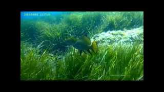 Snorkeling au Parc national de Port-Cros