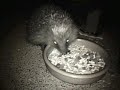 Snuffles the Hedgehog