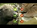 DUELO ANIMAL - BUFALOS VS LEÕES