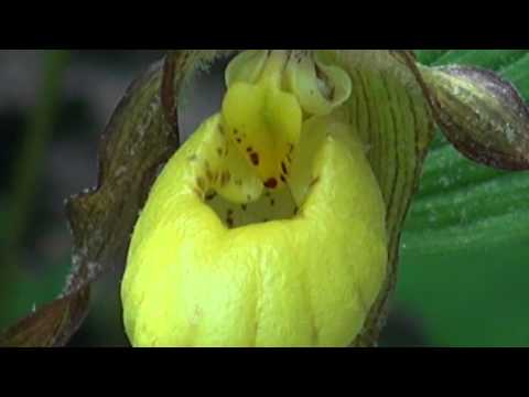 how to transplant lady slippers