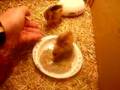 Male & Female Cream Legbar chicks