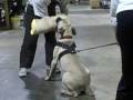 FAWN-pup-BITEWORK