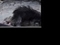 madison fights frankie  dog fight 