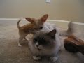 My cat's a saint... the sound's a bit off, the 