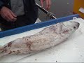 Lingcod in a Lingcod