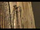Odonata