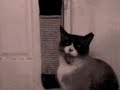 My cat says hi :] lol.