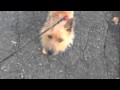 2010-05-25 | A Norwich Terrier Tail ~> Just foolin' around with iMovie. Here's my Norwich Bud in all his cuteness. ()