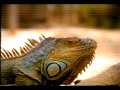 Music of Outback used in Tampax Commerical