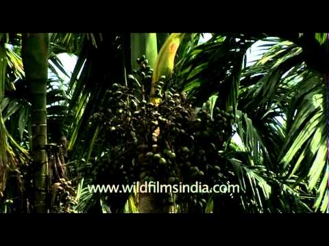 how to care areca palm