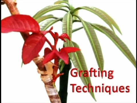 techniques - Full length Documentary film 'Grafting Techniques' by Shramajeevi. http://www.shramajeevi.com Also visit http://images.shramajeevi.com and http://contacts.sh...