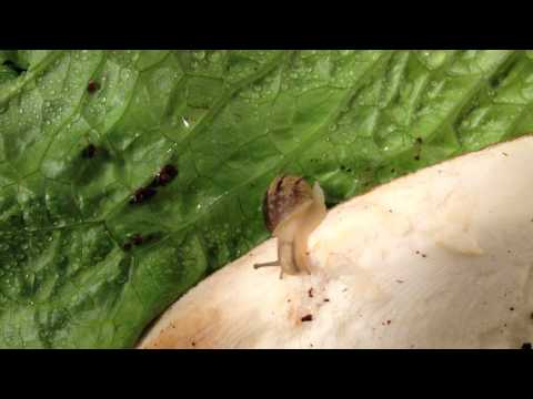 how to provide calcium for snails