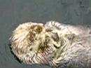 The cutest otter!