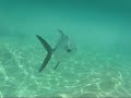 Permits in Yal Ku Lagoon Akumal Mexico