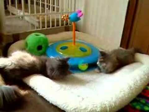 生後45日目のこにゃんz;Ki ttens on the 45th dayYoutube(ユーチューブ・ゆーちゅーぶ)・Dailymotion動画